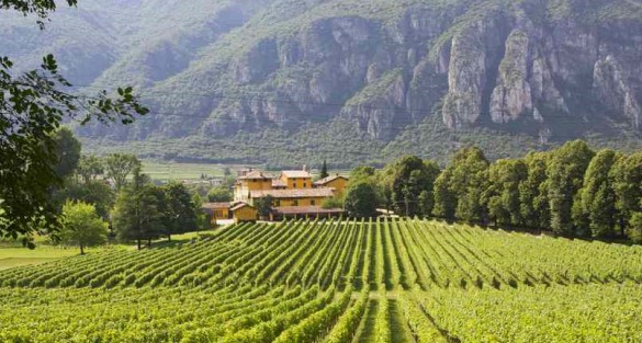 Alto Adige Wijnweken