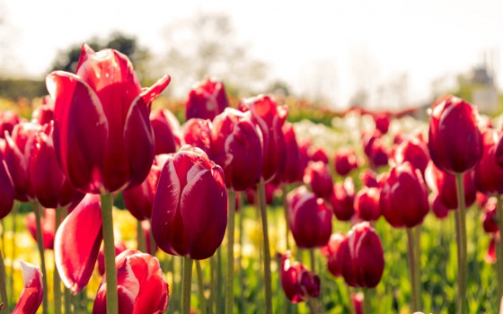 IJsclub Andijk organiseert weer mooie Tulpenwandeltocht