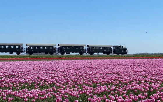 Stoomtrams langs bollenvelden